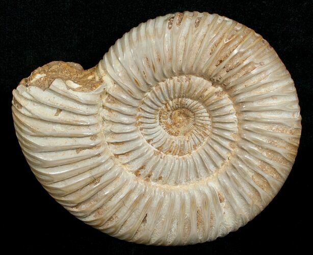 Perisphinctes Ammonite - Jurassic #5234